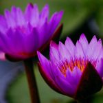 The Wonder Method via Zoom level 1 Class#9 Polish/English