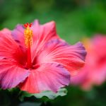 The Wonder Method Level 2 (Pacific Time) Via Zoom