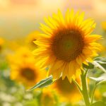 The Wonder Method Level 1 (Pacific Time) Via Zoom